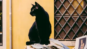 黑猫图片_11