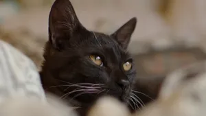 黑猫图片_12