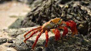海边的沙蟹图片_2