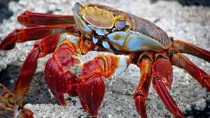 海边的沙蟹图片_4