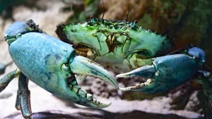 海边的沙蟹图片_8