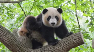 稀有动物大熊猫图片