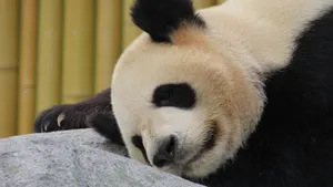 稀有动物大熊猫图片_3