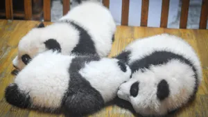稀有动物大熊猫图片_5