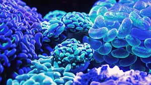 深海里的珊瑚和珊瑚礁图片_2