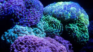 深海里的珊瑚和珊瑚礁图片_3