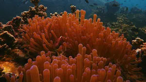 深海里的珊瑚和珊瑚礁图片_4