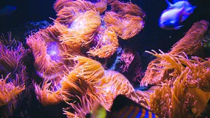 深海里的珊瑚和珊瑚礁图片_8