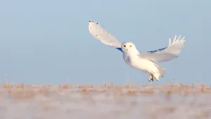 谷仓猫头鹰图片_10
