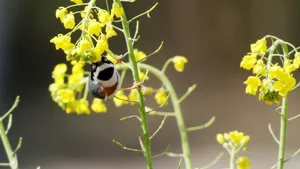 花间红头长尾山雀图片_3