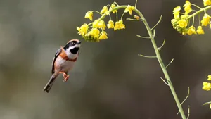 花间红头长尾山雀图片_8