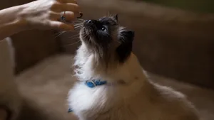 好奇的暹罗猫图片_3