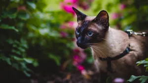 好奇的暹罗猫图片_5