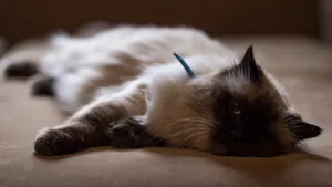 好奇的暹罗猫图片_6