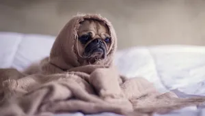 巴哥犬图片_2