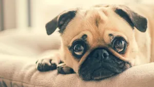 巴哥犬图片_3