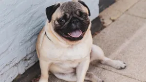 巴哥犬图片_4