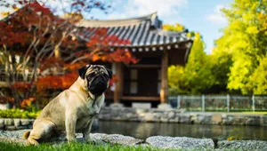 巴哥犬图片_5