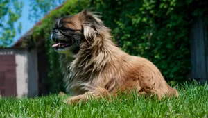巴哥犬图片_9