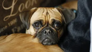 巴哥犬图片_10