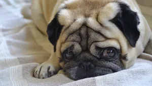 巴哥犬图片_11