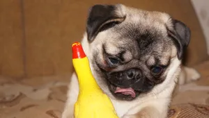 巴哥犬图片_12