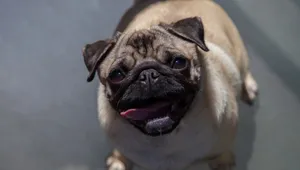 巴哥犬图片_13