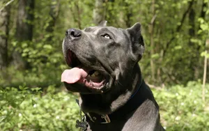 猛犬卡斯罗图片_2