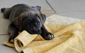 猛犬卡斯罗图片_4