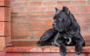 猛犬卡斯罗图片_6