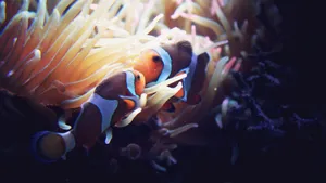 小丑鱼图片_3