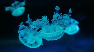 海洋生物水母图片_2