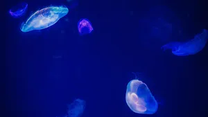 海洋生物水母图片_3