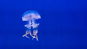 海洋生物水母图片_5
