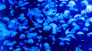 海洋生物水母图片_6