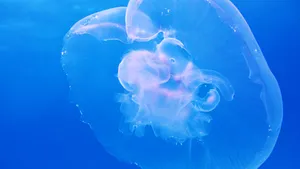 海洋生物水母图片_7