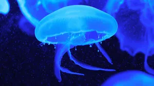 海洋生物水母图片_8