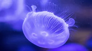 海洋生物水母图片_9