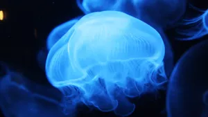 海洋生物水母图片_10