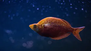 海鱼图片大全_2