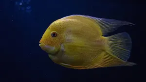 海鱼图片大全_4
