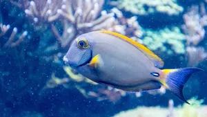 海鱼图片大全_9