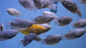 海鱼图片大全_10