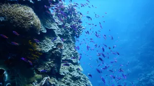 海洋鱼群图片_6