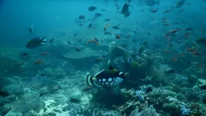 海洋鱼群图片_8
