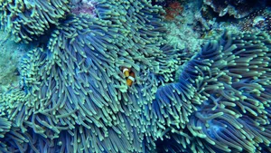 各种各样的海里珊瑚图片_3