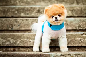 可爱博美犬图片_2