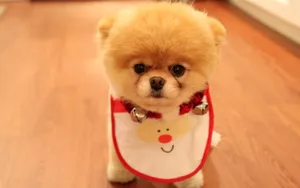 可爱博美犬图片_4