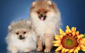 可爱博美犬图片_5