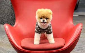 可爱博美犬图片_6